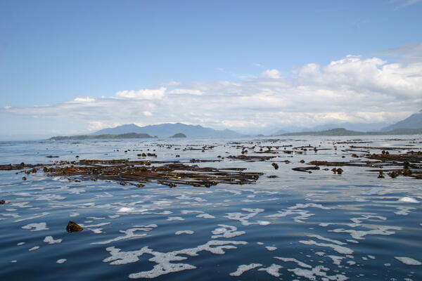Kelp forest off Vancouver coast