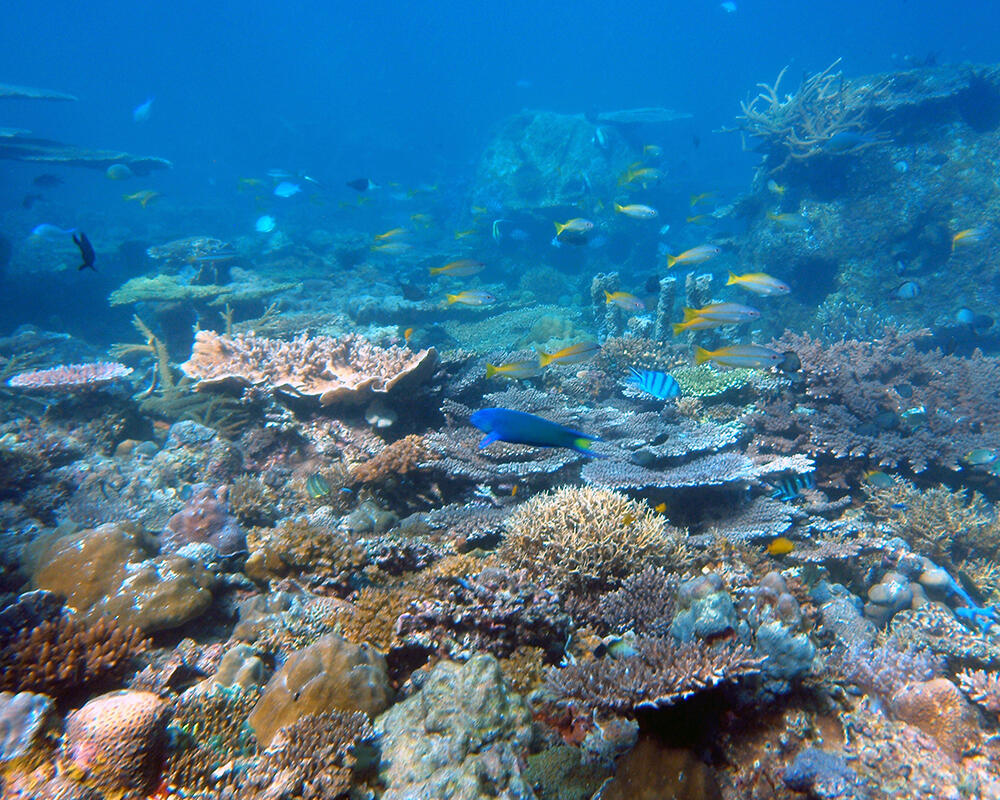 Image of reefs with corals and fish, Borneo