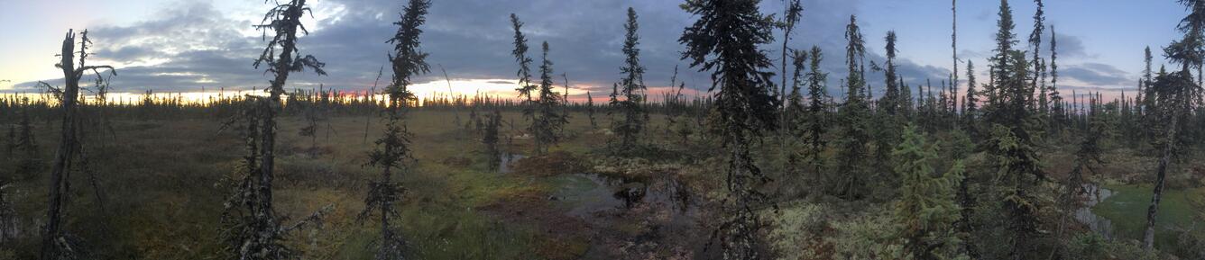 Koyukuk Bogs