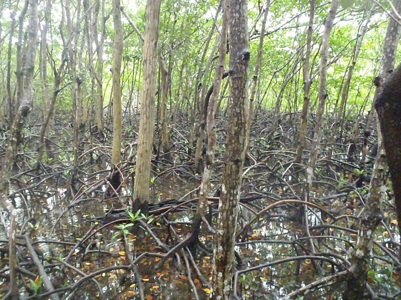 mangrove forest