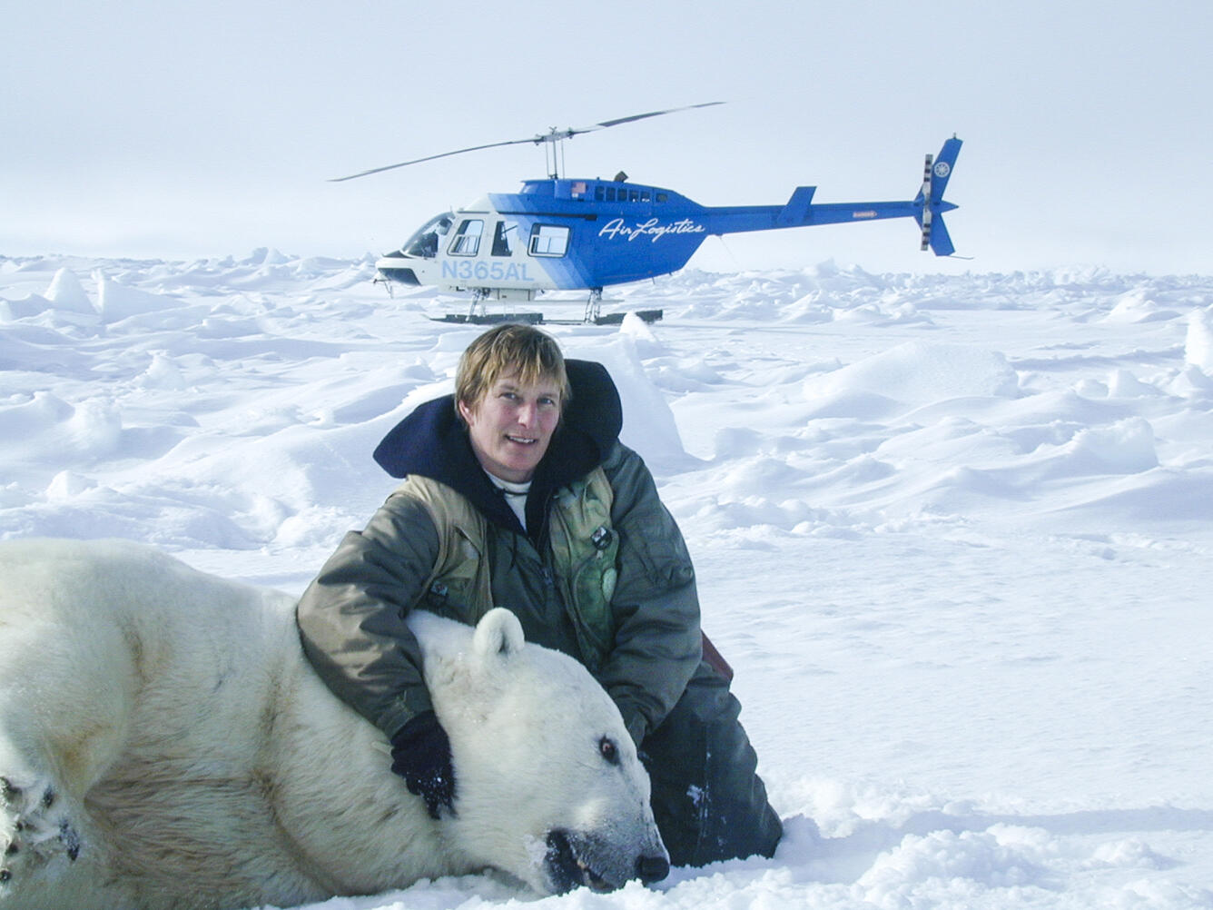 Kristin Simac with an anesthetized polar bear and a helicopter in the background