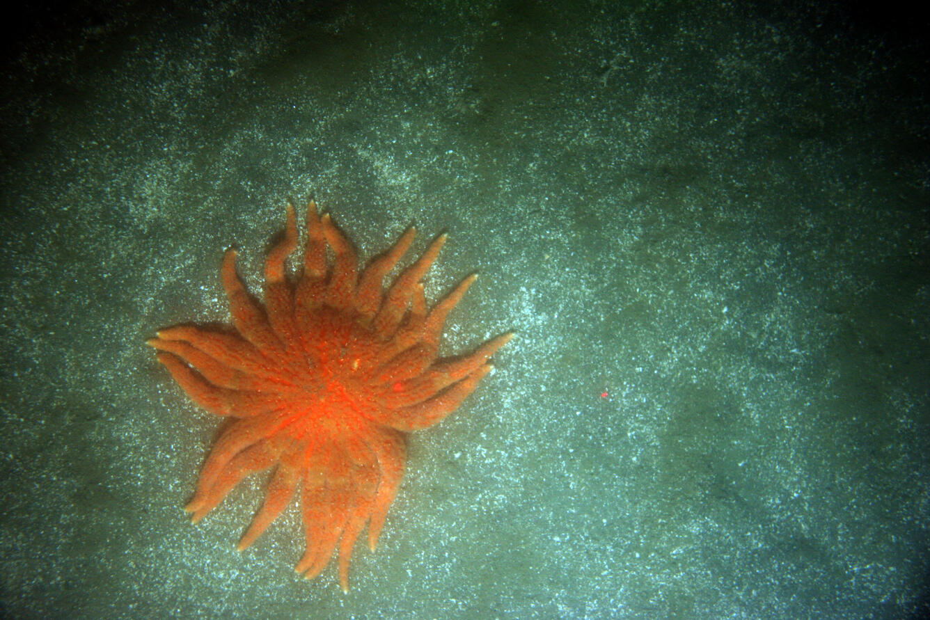 A sea star with lots of legs on a sandy bottom of the sea.