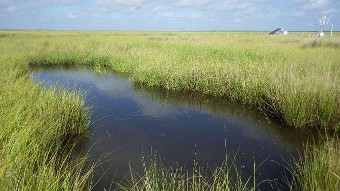 Louisiana salt marsh