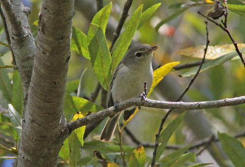 A close-up photo of a Least Bell's Vireo perched on a tree branch.