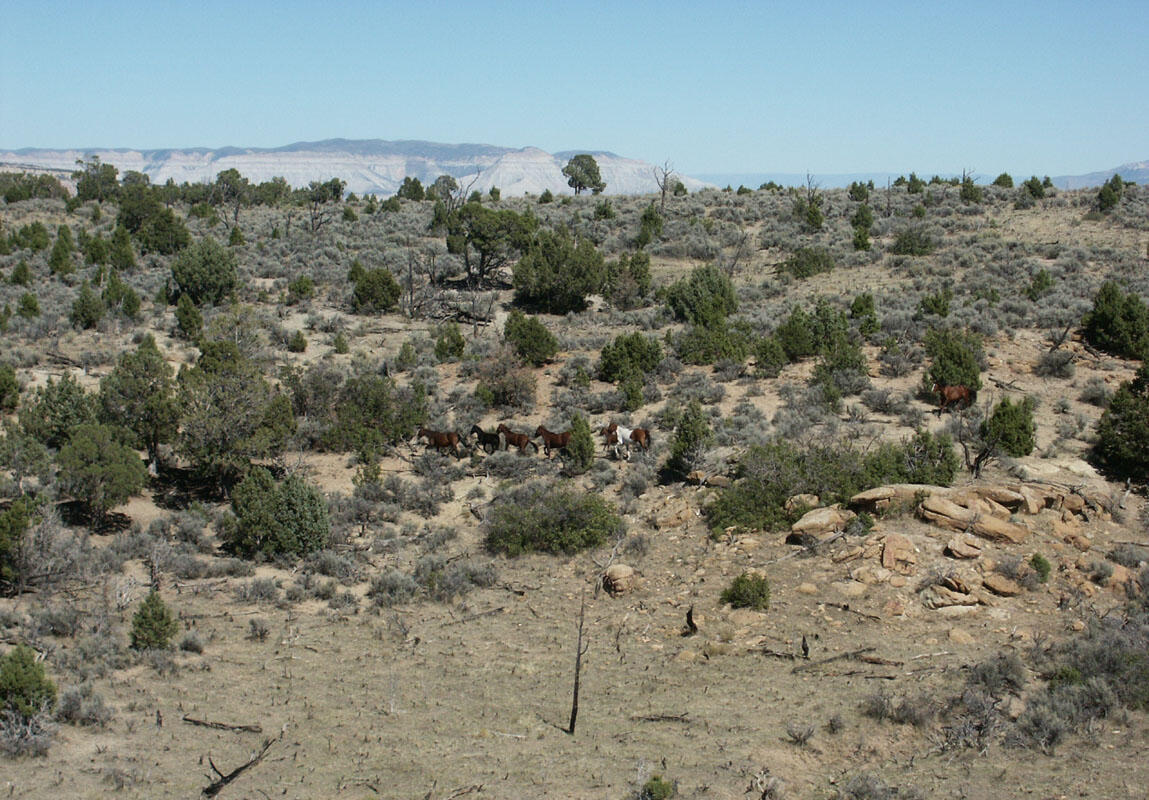 A wild horse herd running on a hill.