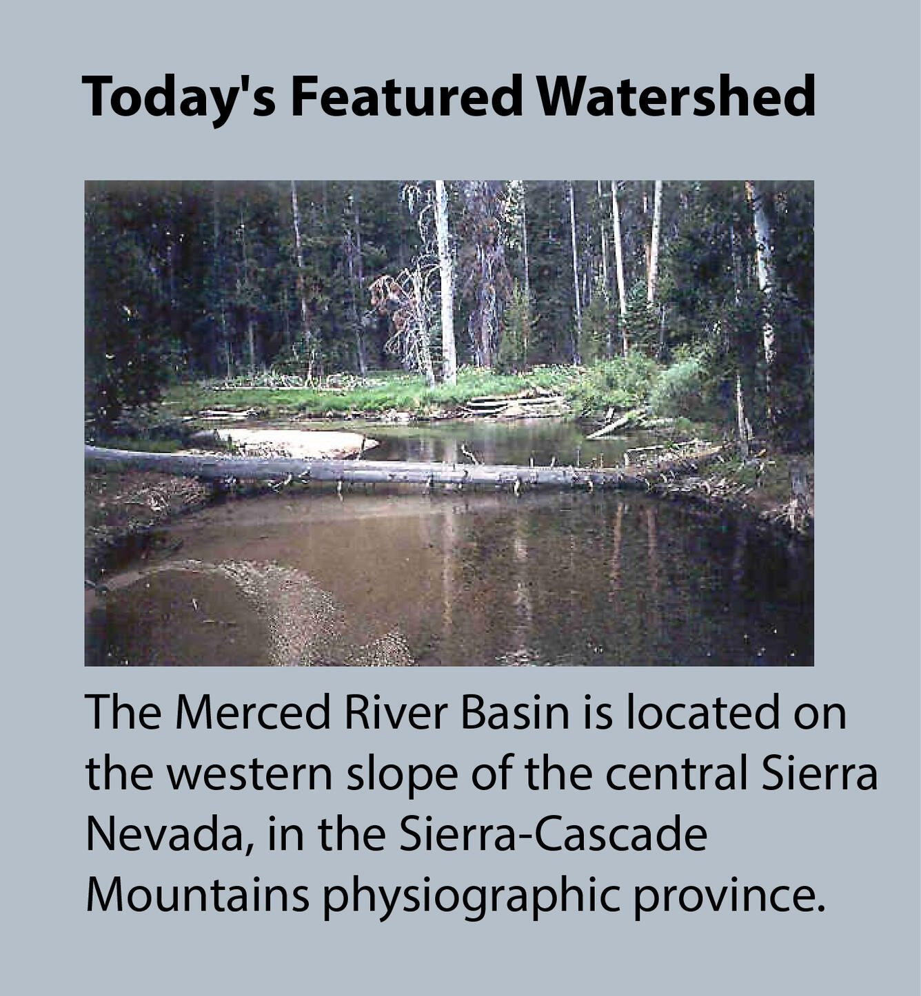 river surrounded by trees