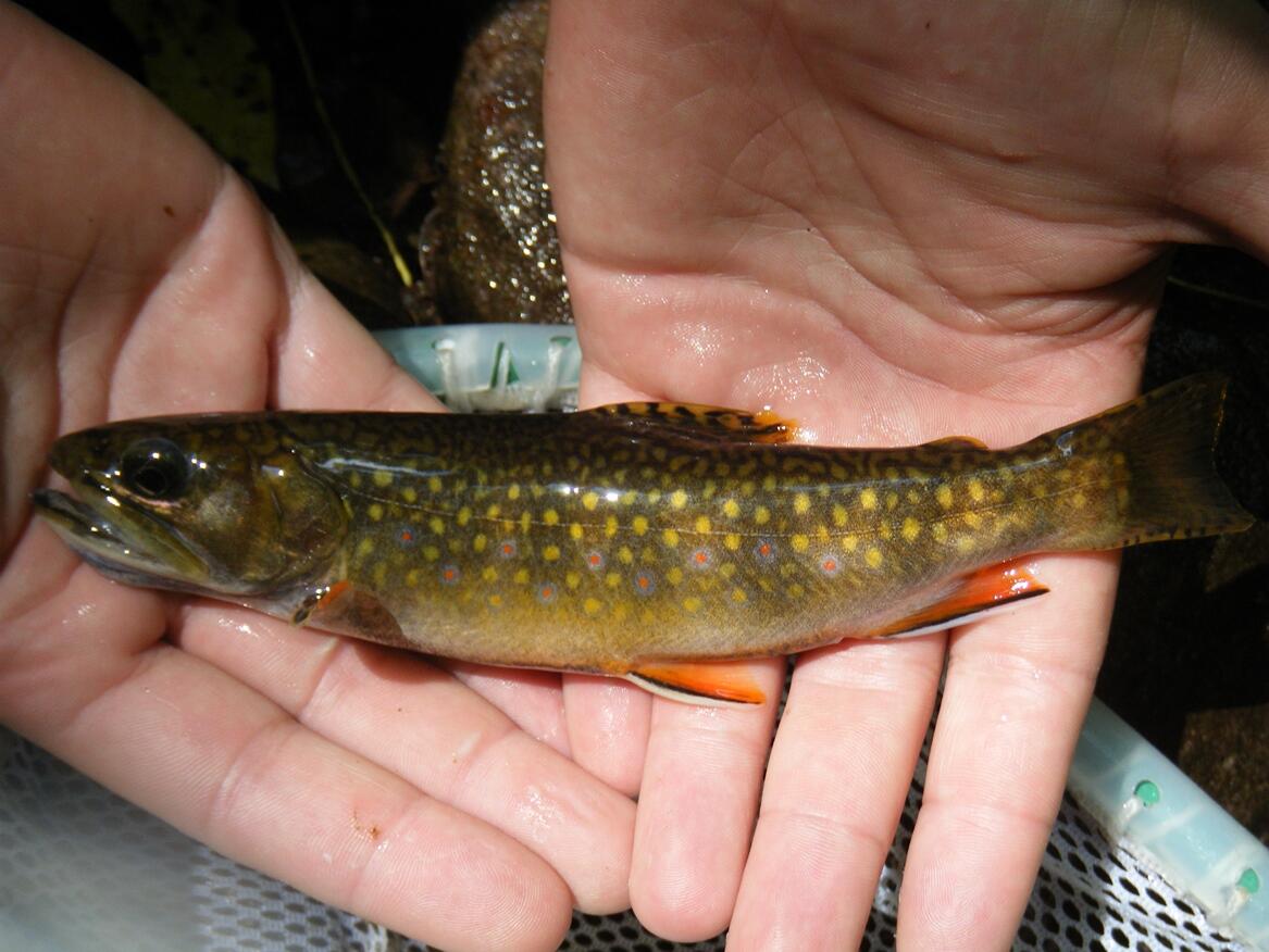 2 hands holding small green fish with yellow and pink speckles