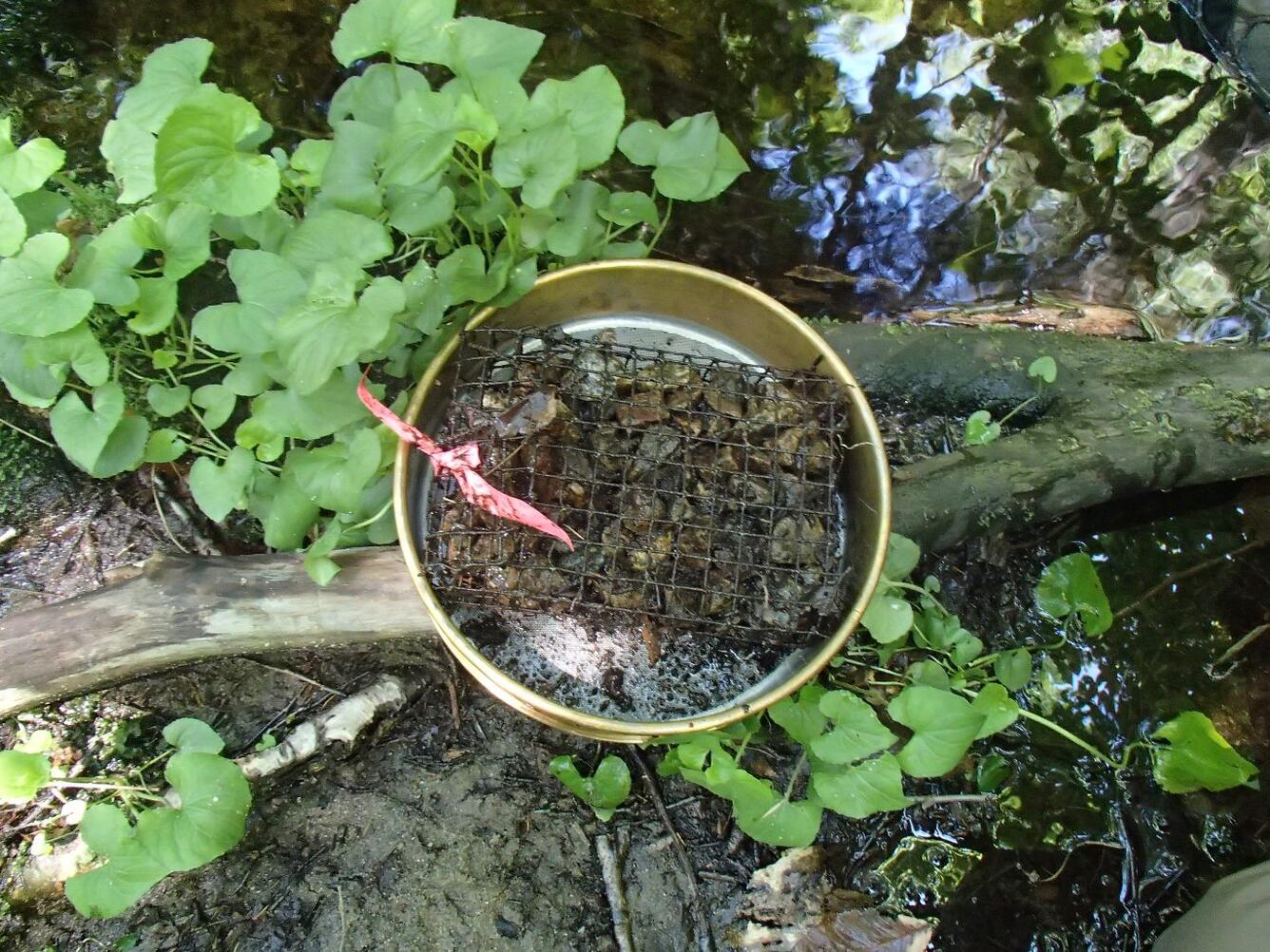 bucket of rocks with screen on top in a stream