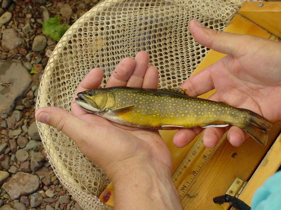 small golden scaled fish in 2 hands over a fishing net