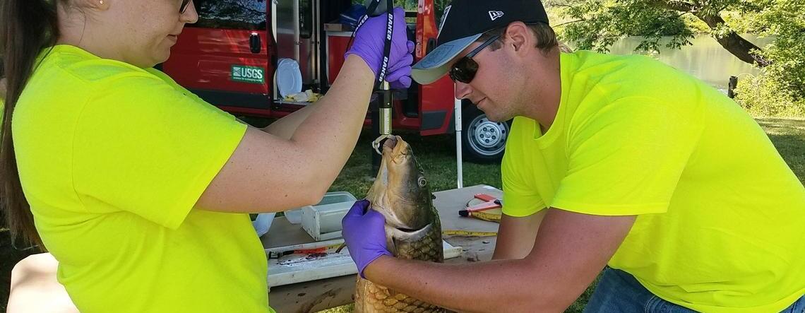 Collecting Data on Niagara River Carp
