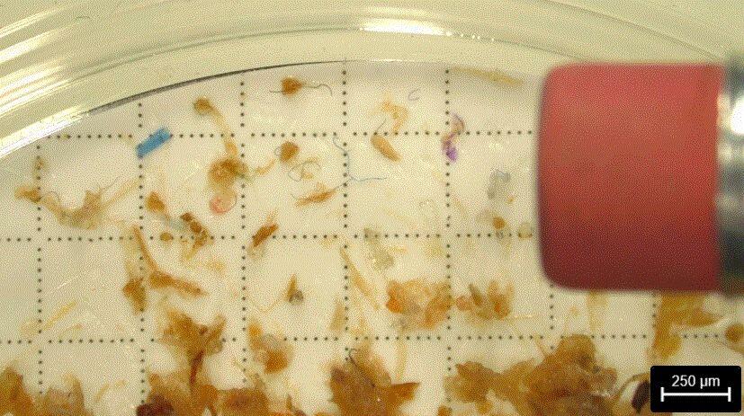 view of tiny brownish fragments under a microscope next to pencil eraser