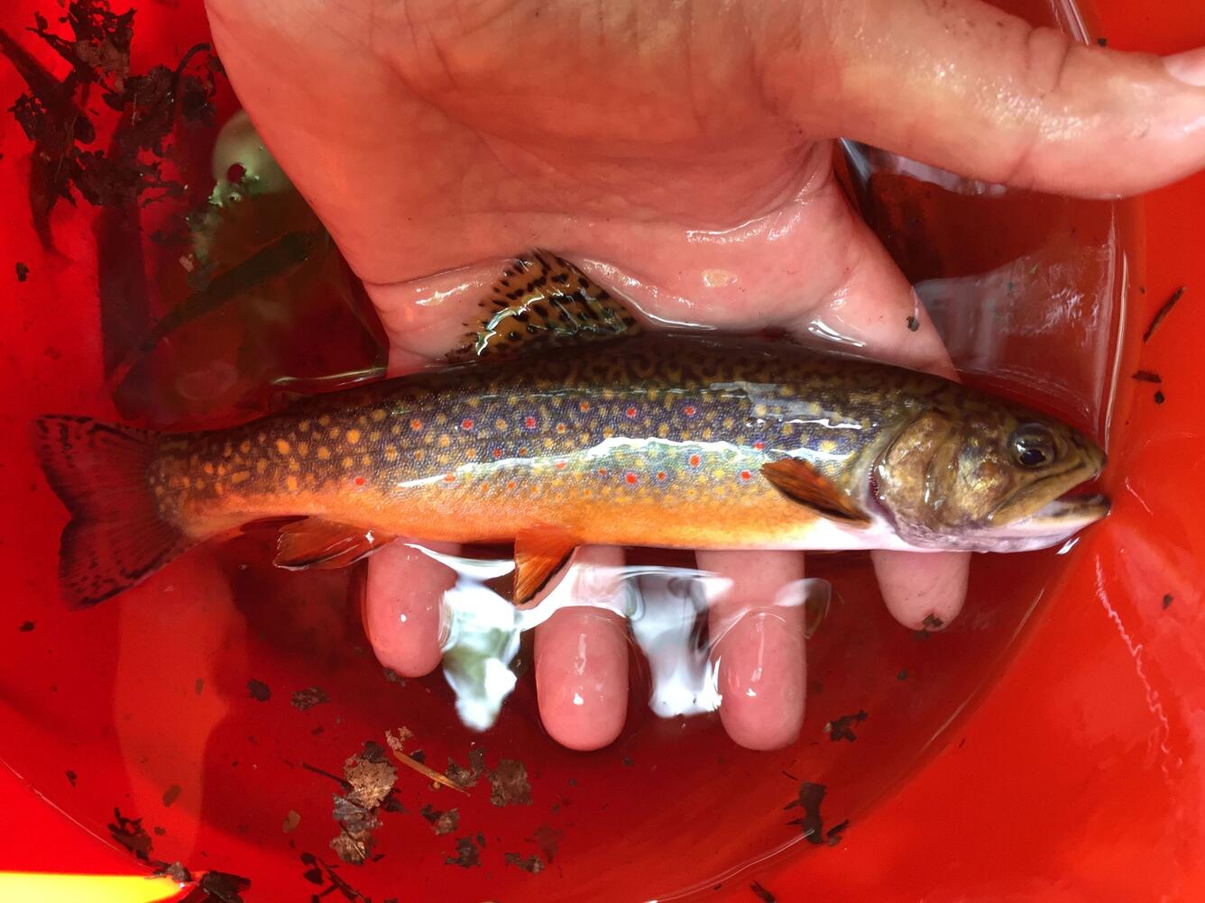 hand holding small fish above a red bucket of water