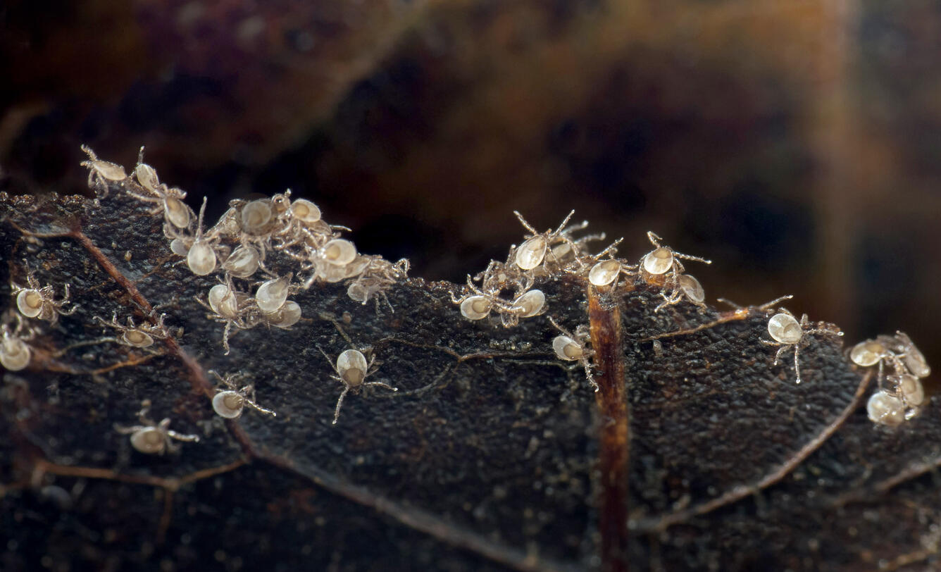 Larval blacklegged ticks_1