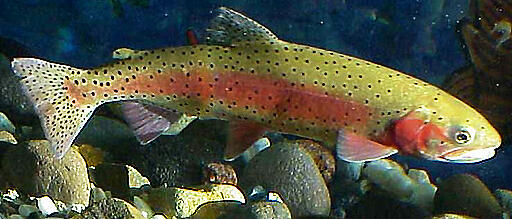 Image of Lahontan cutthroat trout. 