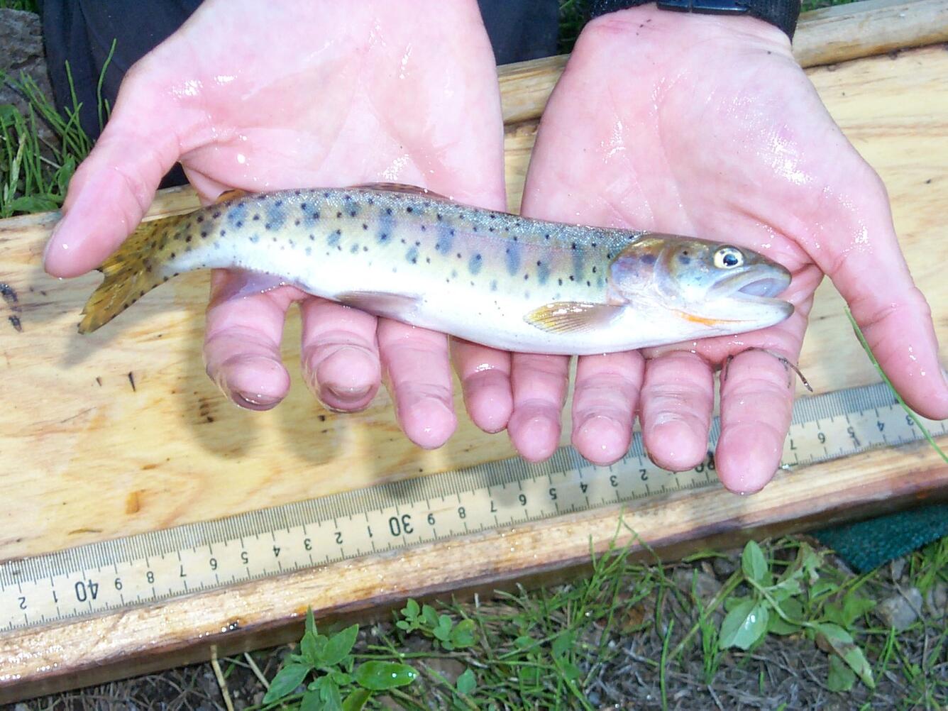 A scientist holds a Lahontan Cutthroat Trout in his/her hands next to a ruler