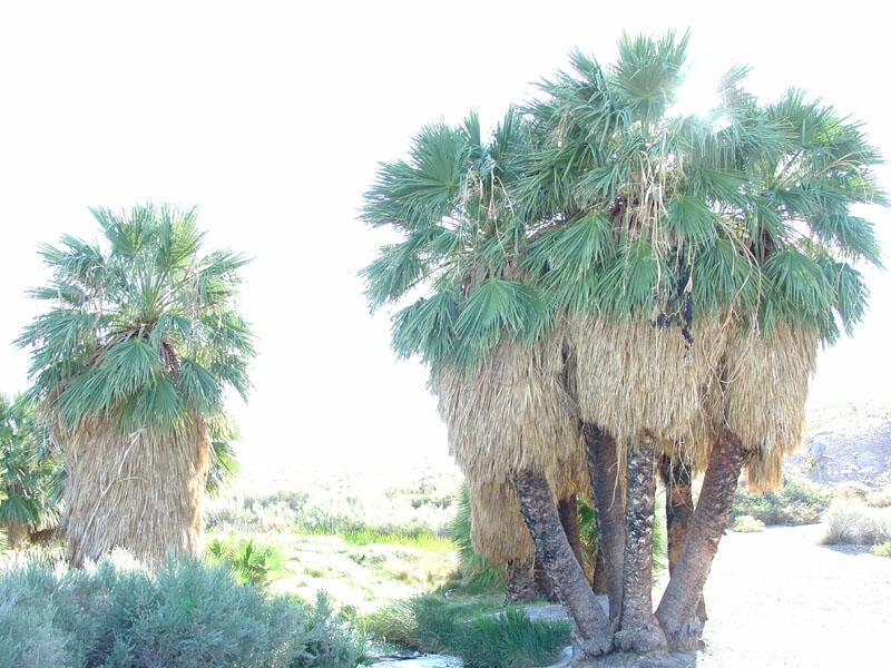 This is a photo of desert fan palms.