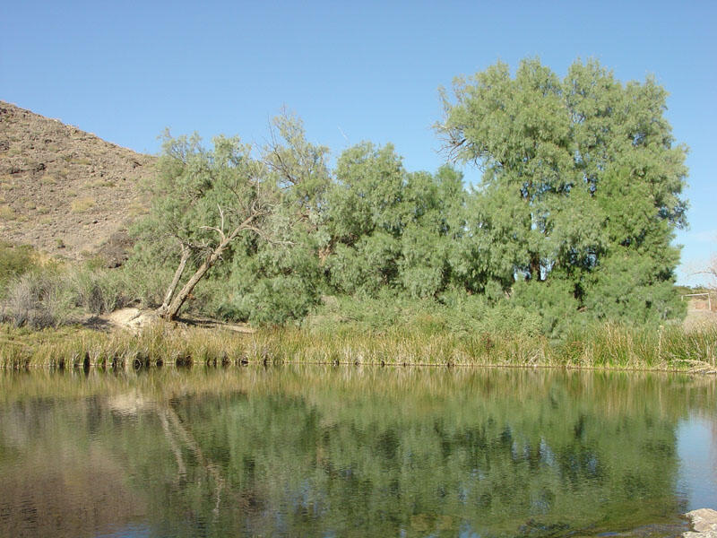 This is a photo of a pond at Rogers Spring.