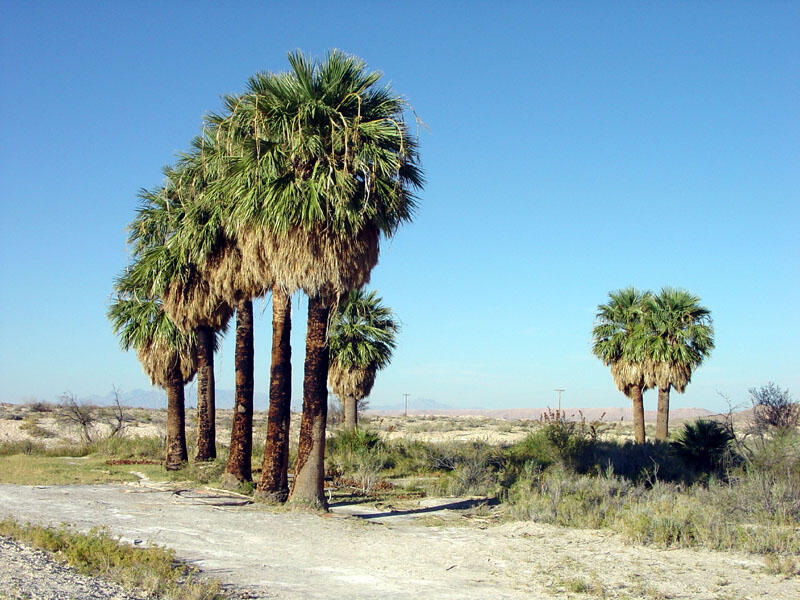 This is a photo of Blue Point Spring.