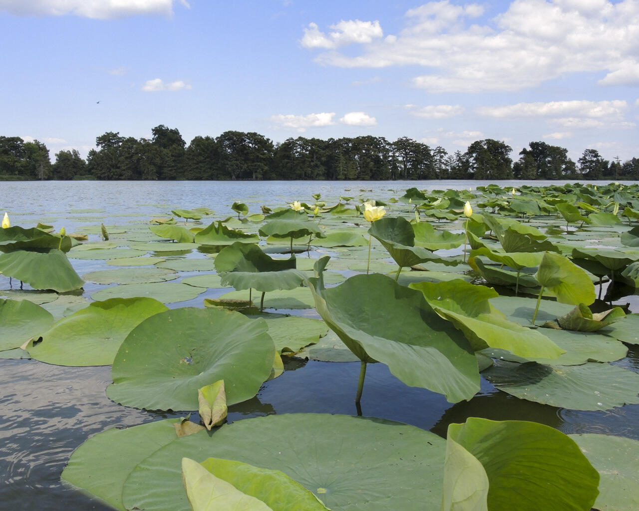Lake St. Joseph - Louisiana