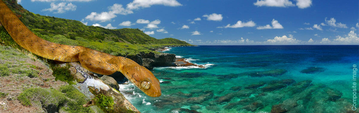 Brown treesnake in Guam, a composite image of a snake crawling by the beach.