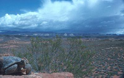 WERC Field Station with Desert Tortoise 