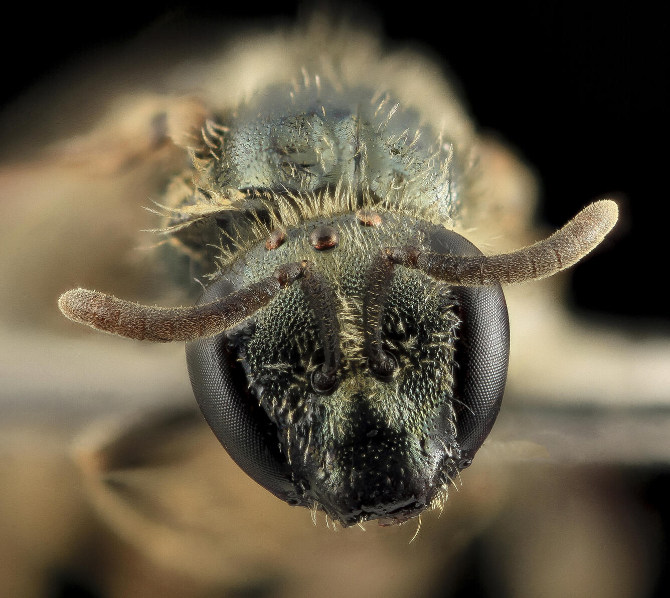 Lasioglossum georgeickworti