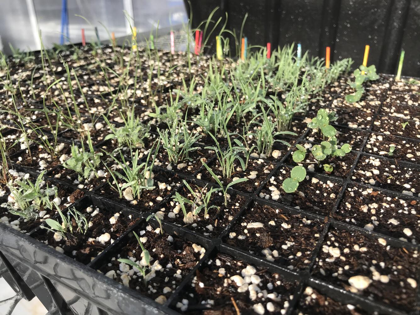 Young plants in a greenhouse