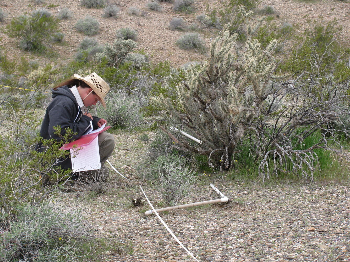 A photo of a USGS researcher conducting an experiment in the Mojave Desert.