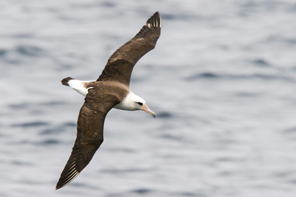A Laysan Albatross flying over the waters of the Aleutian Islands