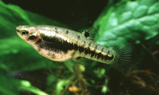 Least killifish Heterandria formosa 