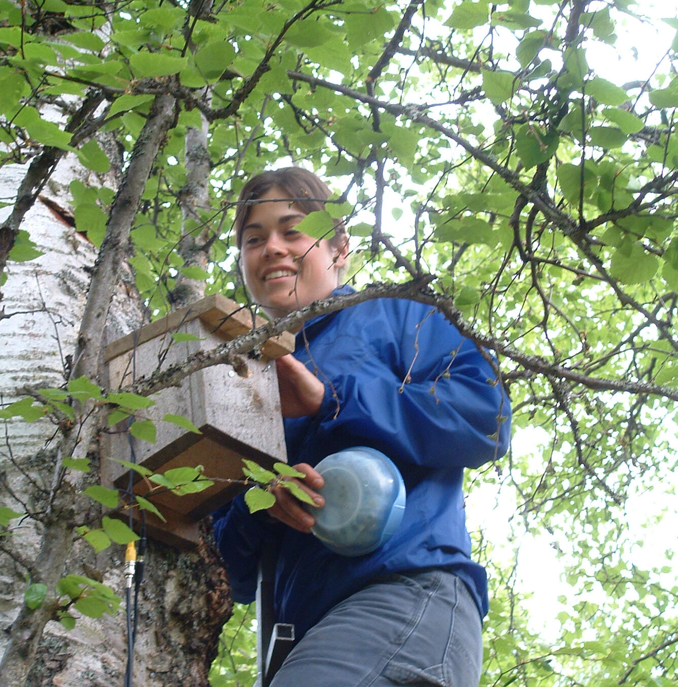 Lisa Pajot in a tree checking a chickadee nest