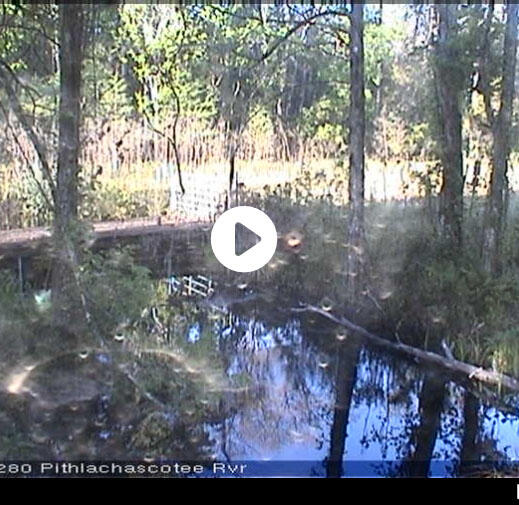 Live Watercam video at Pithlachascotee River near Fivay Junction