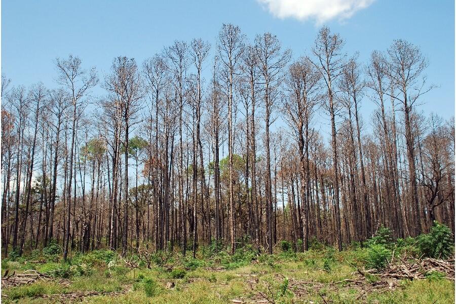 Loblolly pine forest