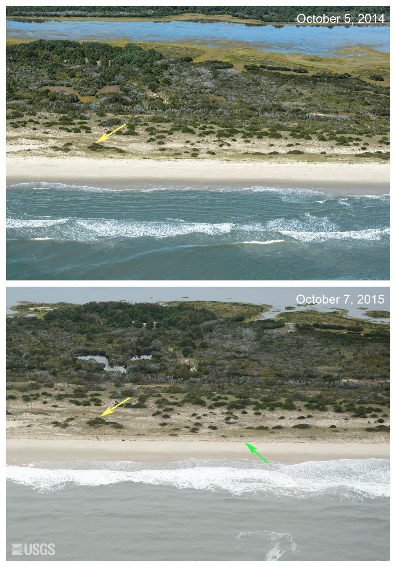 Waves and surge from Hurricane Joaquin reached the base of the dune causing erosion of the dune face.