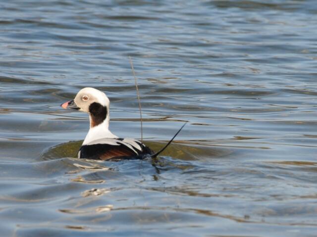 Long-tailed Duck (Clangula hyemalis)
