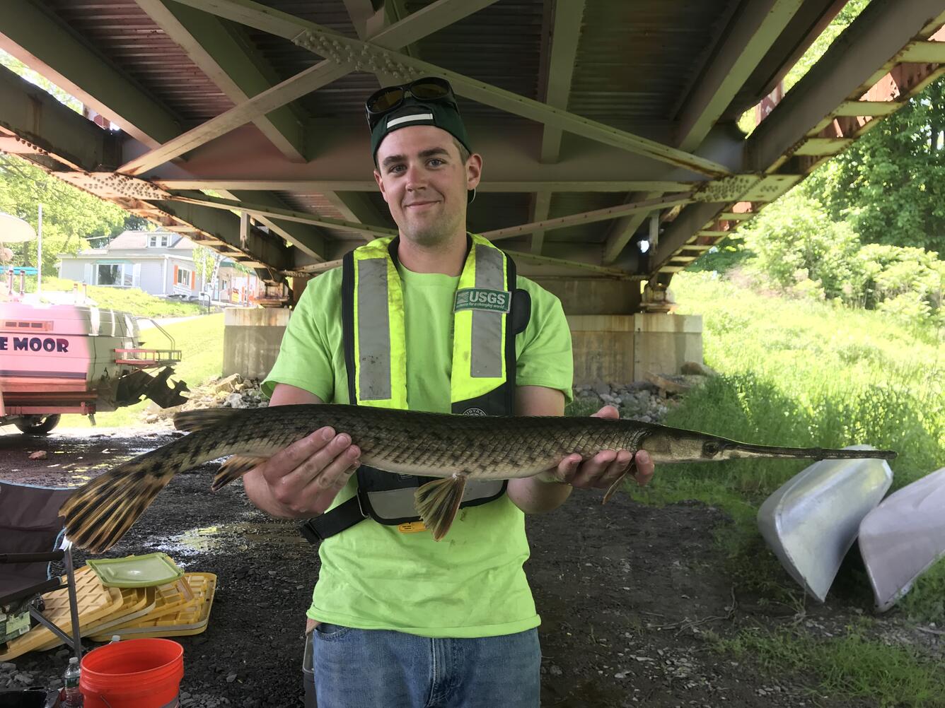 Longnose Gar (Oak Orchard Creek)