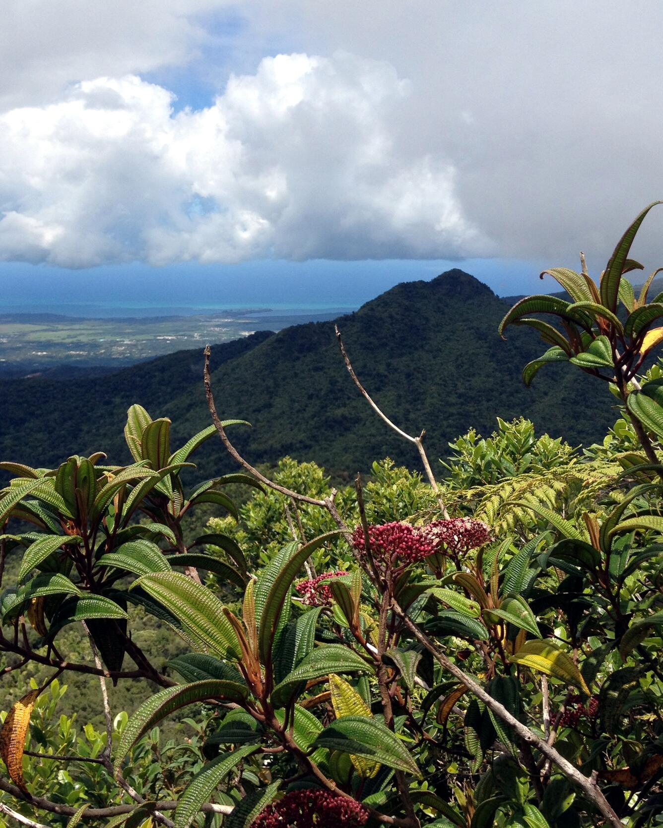 View from El Toro peak in the Luquillo Experimental Forest