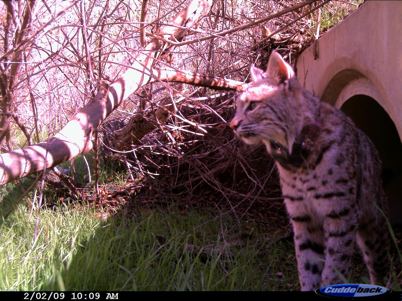 Connectivity Conservation for Bobcats (Lynx Rufus) 