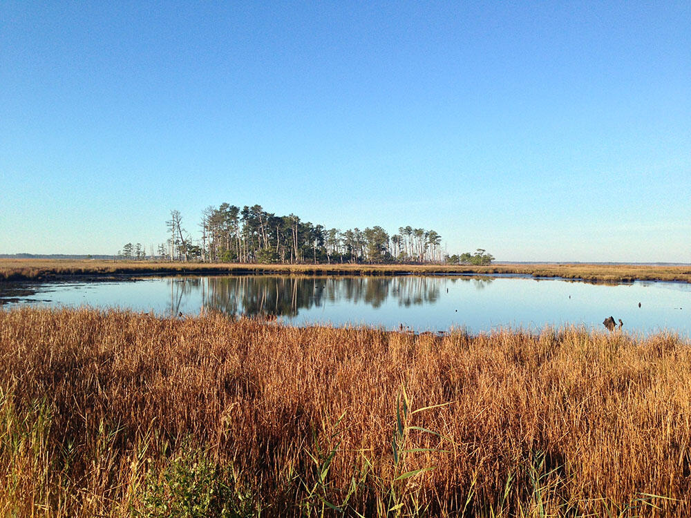 Blackwater Wildlife Refuge, DE