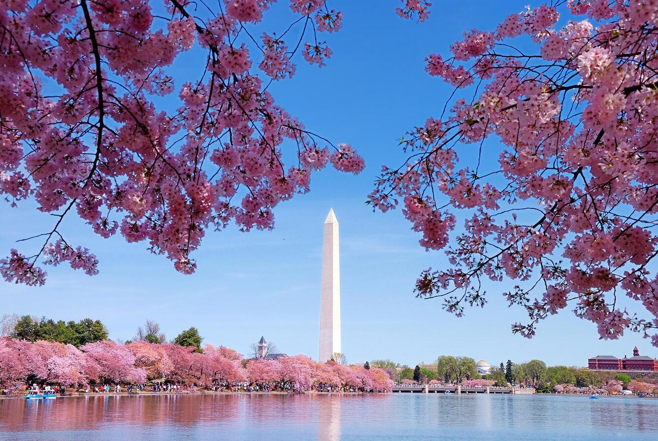 Cherry Blossoms in Washington, DC