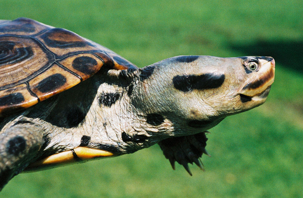 Adult female Diamondback Terrapin caught in Tangier Sound, Chesapeake Bay.