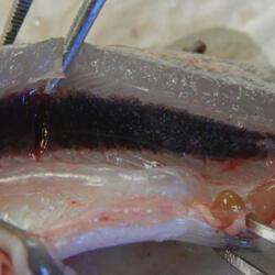 Kidney of a steelhead with heavy N. salmincola infection