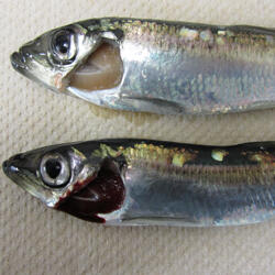 Pale gills of a herring with VEN