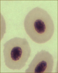 Normal red blood cells (erythrocytes) from a healthy Pacific herring