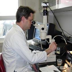 Researcher works at microscope