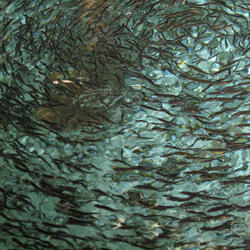 SPF Pacific herring