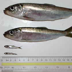 Specific-Pathogen-Free Pacific herring