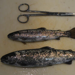Juvenile steelhead smolts