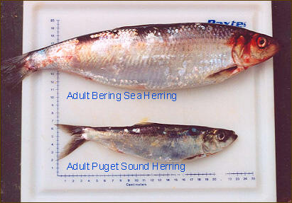Two types of adult herring