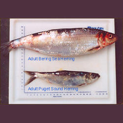 Two types of adult herring